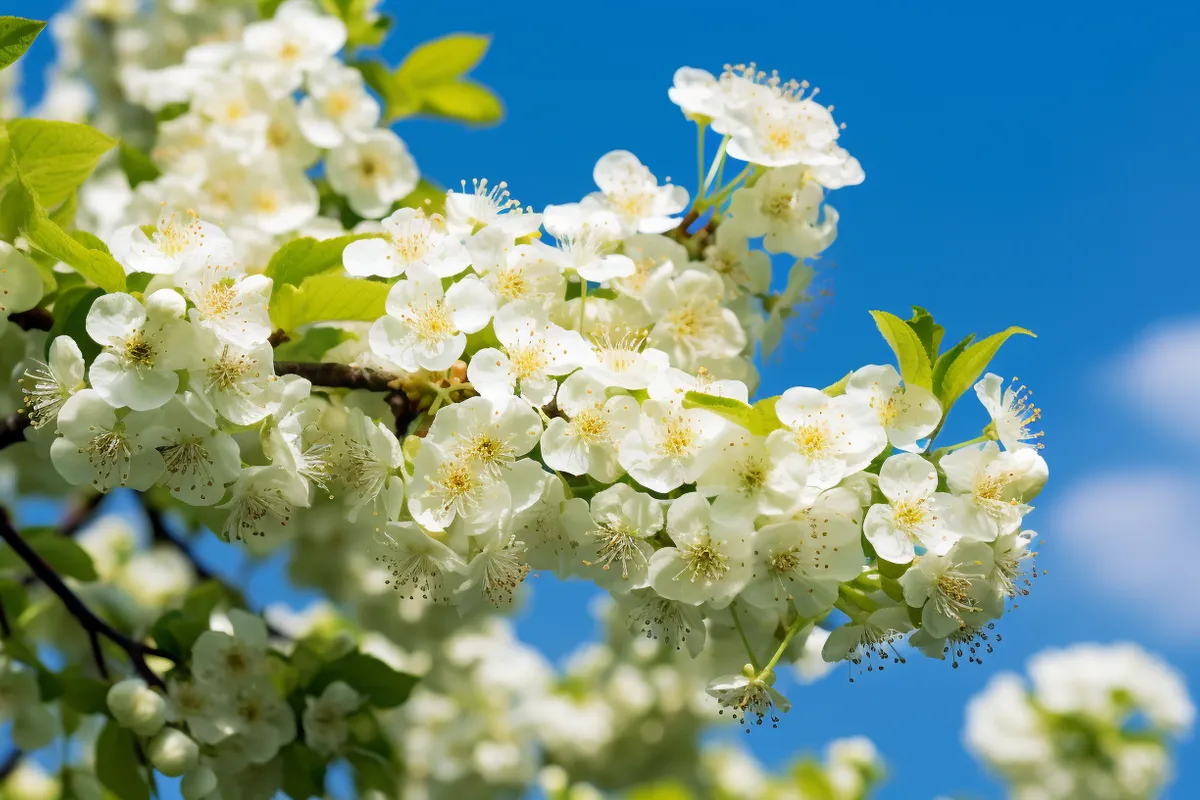 Weißdorn – Der Naturschatz für Garten, Gesundheit und Ökosystem