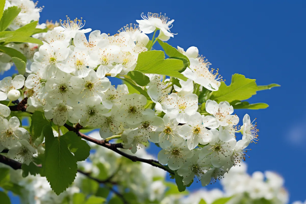 Weißdorn – Der Naturschatz für Garten, Gesundheit und Ökosystem